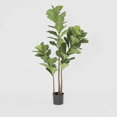 Fiddle Leaf Tree 1.6m