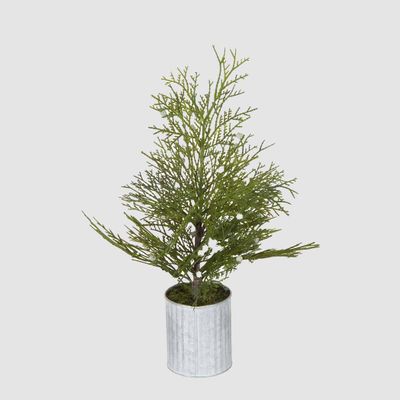 Potted Pine Tree in Tin Small