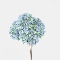 Hydrangea Bush Dark Blue