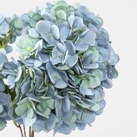 Hydrangea Bush Dark Blue