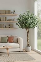 Eucalyptus Tree w 884 Lvs