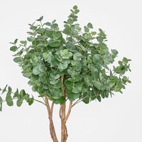 Eucalyptus Tree w 884 Lvs