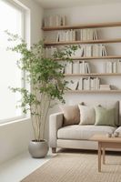 Oriental Olive Tree w 2464 Lvs