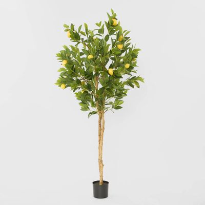 Lemon Tree Real Trunk 170cm