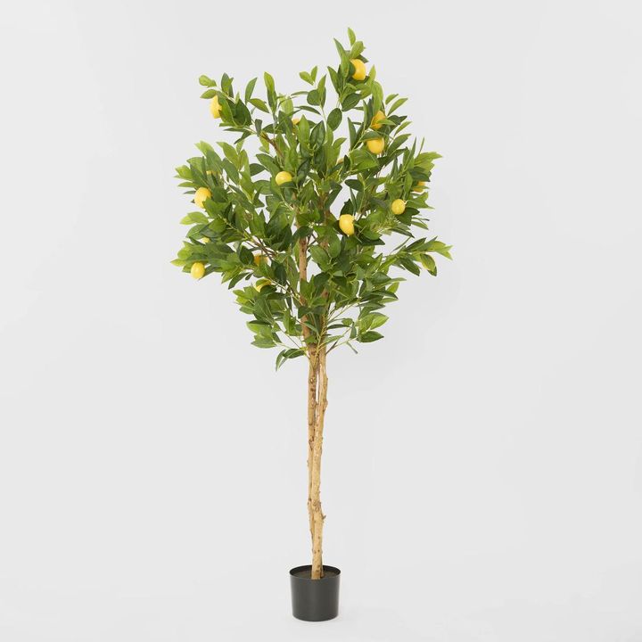 Lemon Tree Real Trunk 170cm