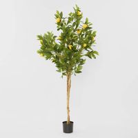 Lemon Tree Real Trunk 170cm