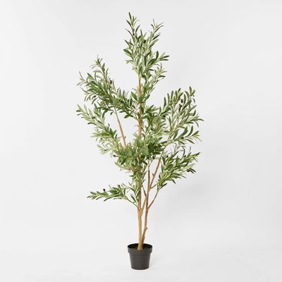 Verdant Olive Tree 180cm