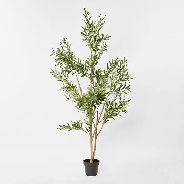 Verdant Olive Tree 180cm