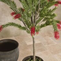 Potted Bottlebrush 190cm