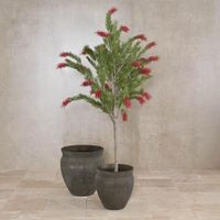 Potted Bottlebrush 190cm