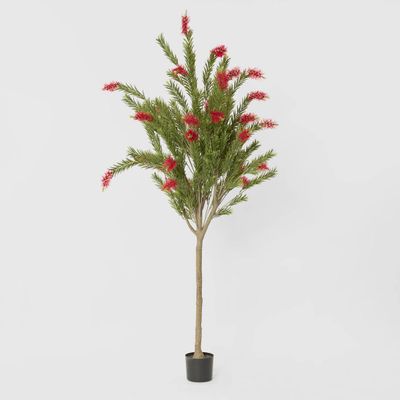 Potted Bottlebrush 190cm