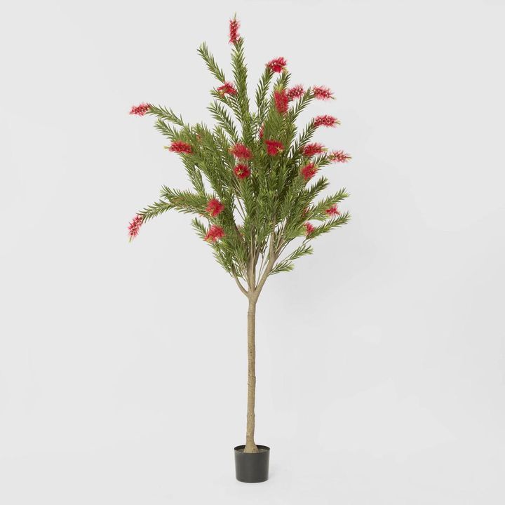 Potted Bottlebrush 190cm