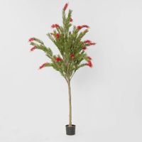 Potted Bottlebrush 190cm