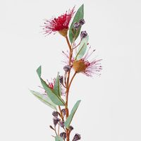 Flowering Gum Dark Red