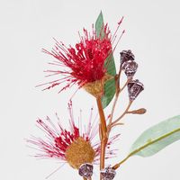 Flowering Gum Dark Red
