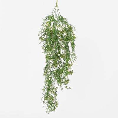 Hanging Kidneywood Fern