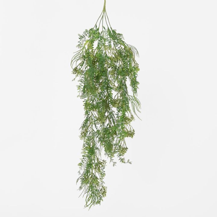Hanging Kidneywood Fern