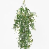 Hanging Kidneywood Fern