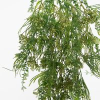 Hanging Kidneywood Fern
