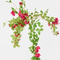 Bougainvillea Bush Fuchsia hanging