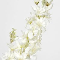 Delphinium 85cm White