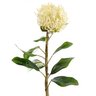 Pincushion Protea with 10 Leaves 70cm White