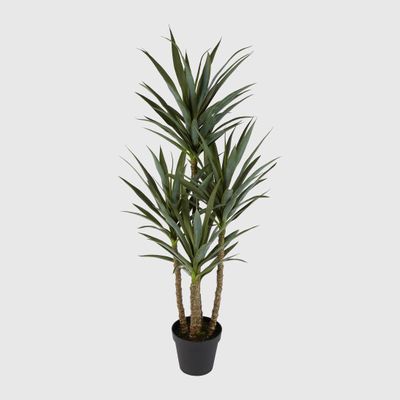 Yucca 5 Branch in Black Pot
