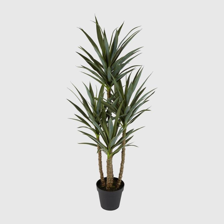 Yucca 5 Branch in Black Pot