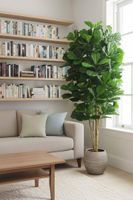 Fiddle Leaf Tree 2m
