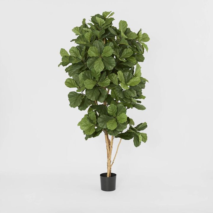 Fiddle Leaf Tree 2m
