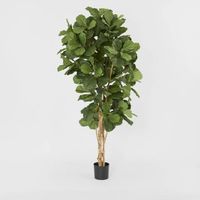 Fiddle Leaf Tree 2m