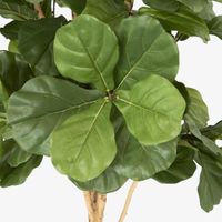 Fiddle Leaf Tree 2m