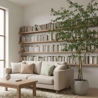 Ficus Natasja Tree 2.5m