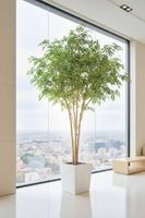 Ficus Natasja Tree 2.5m