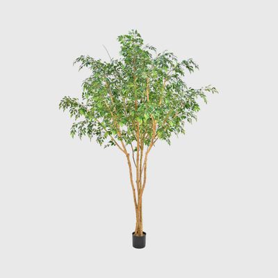 Ficus Natasja Tree 2.5m