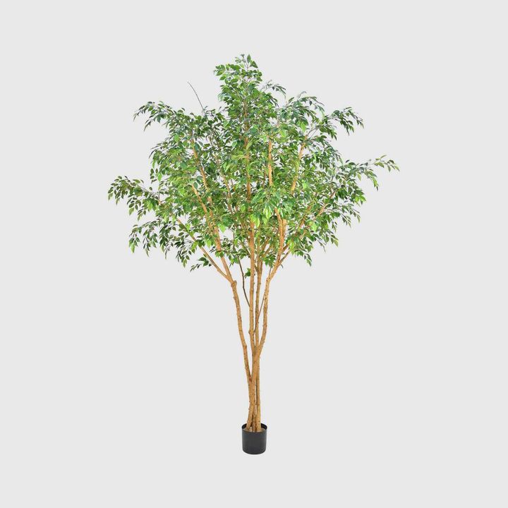 Ficus Natasja Tree 2.5m