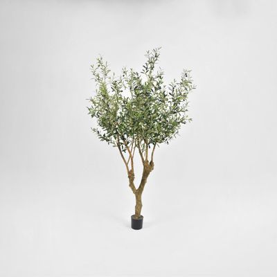 Olive Tree With 3502 Leaves & 84 Fruits 150cm