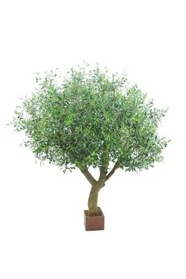 Olive Tree With 12648 Leaves & 150 Fruits 180cm