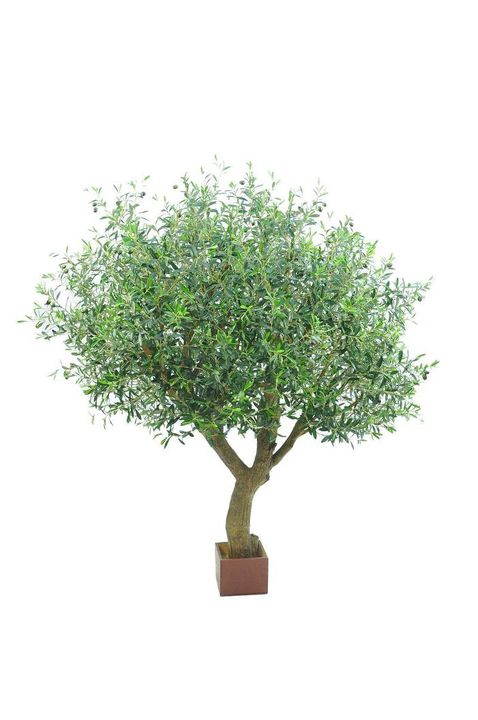 Olive Tree With 12648 Leaves & 150 Fruits 180cm