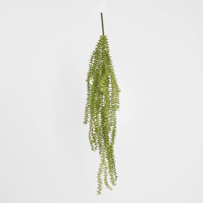 Huperzia Bush