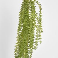 Hanging Huperzia Vine