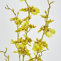 Yellow Dancing Orchid