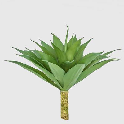 Giant Agave