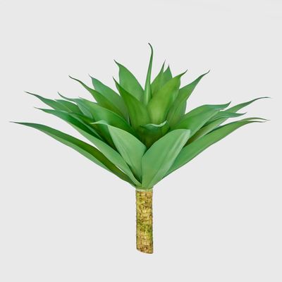 Giant Agave