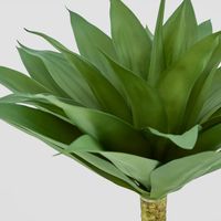 Giant Agave Stem trunk