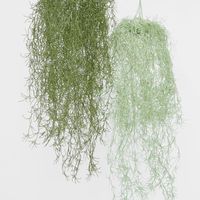 Hanging Spanish Moss Dark Green