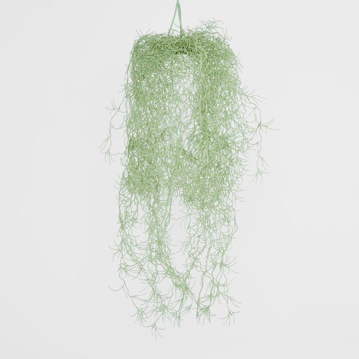 Hanging Spanish Moss Grey Green