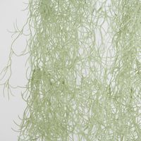 Hanging Spanish Moss Grey Green
