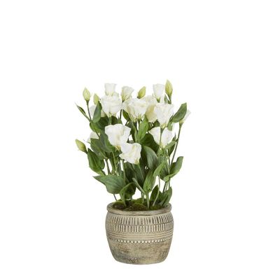 Lisianthus Arrangement in Cement Pot