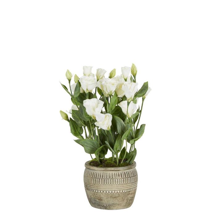 Lisianthus Arrangement in Cement Pot